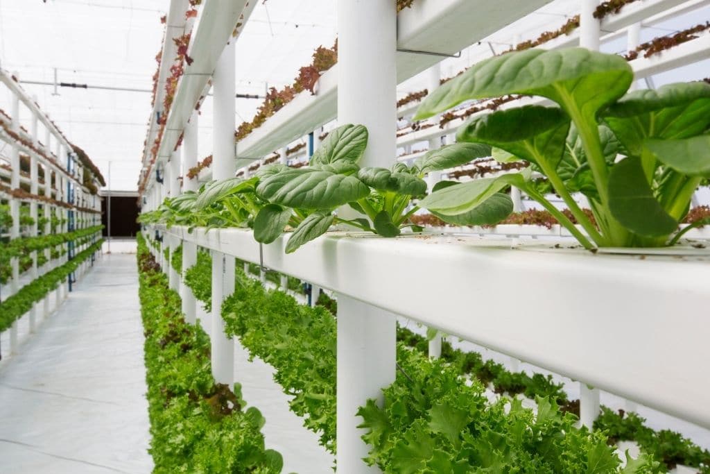 Vertical Farming